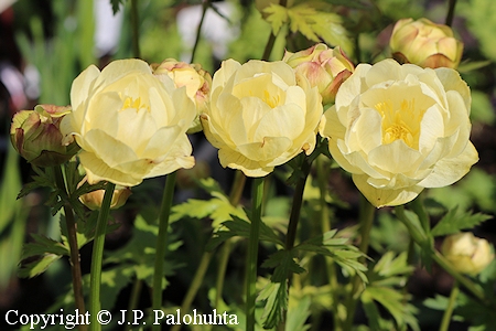 Trollius Cultorum-ryhm 'Alabaster'